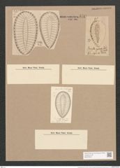 Surirella fastuosa Ehr. (de-Toni-Nr.: Genus 53, Species 2276) Zeichnungen Sammlung Grunow Nr. 4718 (NHMW-BOT-W0372815)
